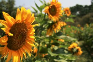 Sunflower garden