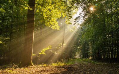 Forest with sunlight shining through