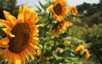 Sunflower garden