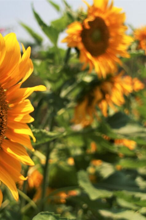 Sunflower garden