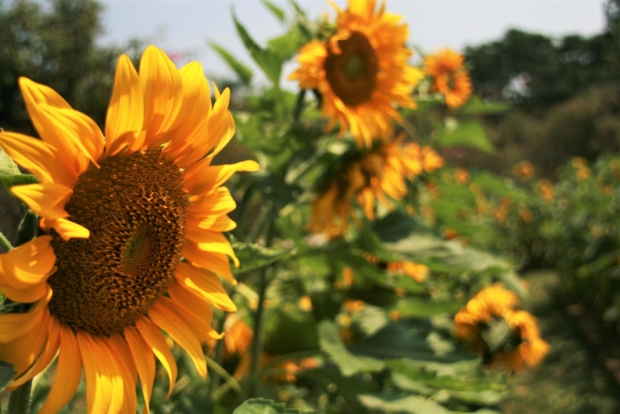 Sunflower garden