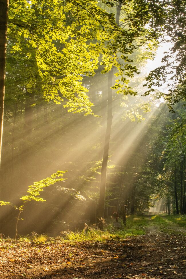 Forest with sunlight shining through