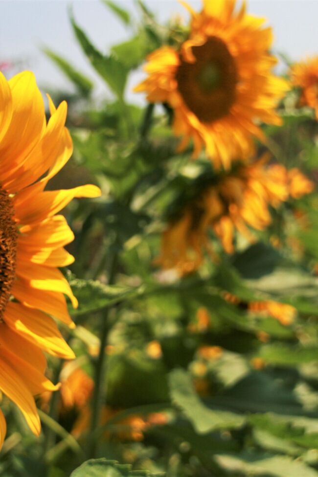 Sunflower garden