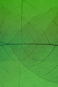 Leaf graphic