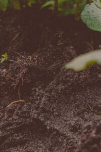 Dirt bg