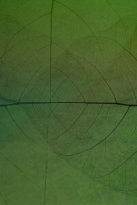 Leaf bg