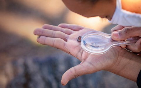 Student inspecting worm
