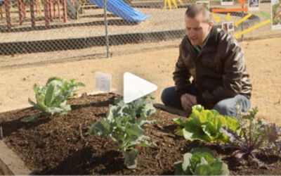Video clip of vegetable garden