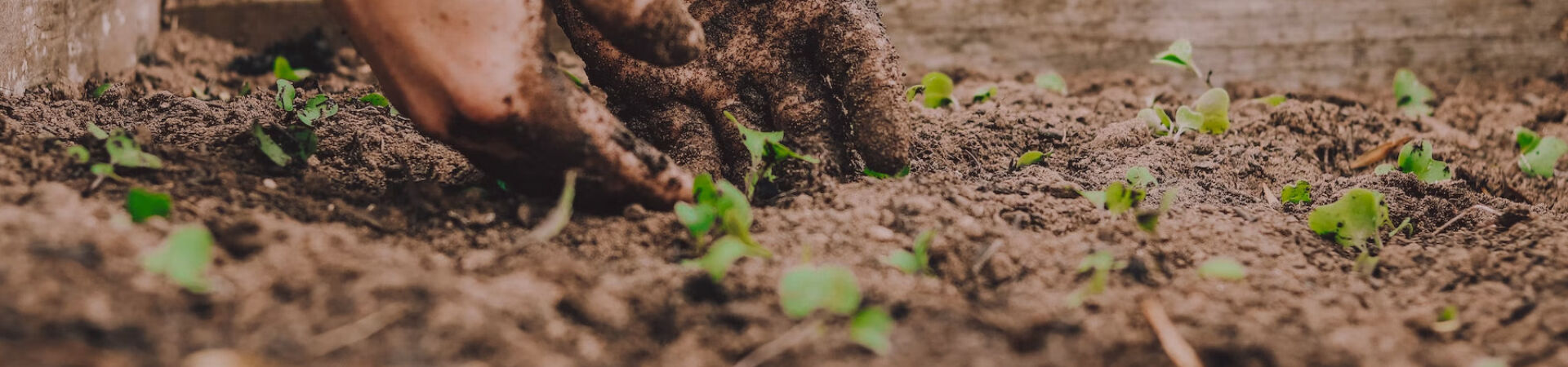 Hands digging in garden bed