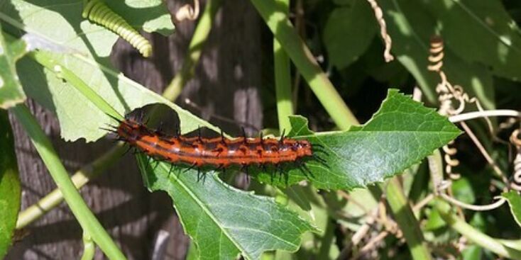 29545243394 81270102a2 c