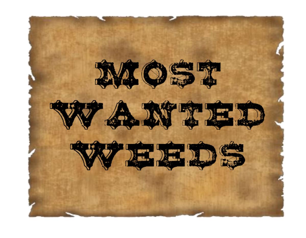 Most Wanted Weeds