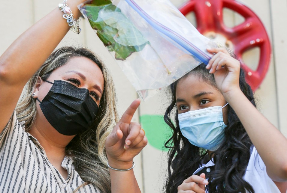 How a plastic bag of leaves can change the world